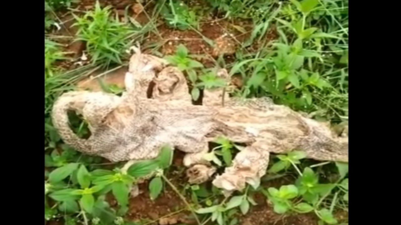 Bengaluru: Video of seven-headed snake skin goes viral!