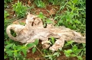 Bengaluru: Video of seven-headed snake skin goes viral!