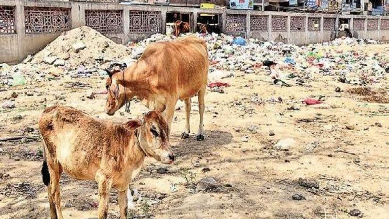 UP govt aims providing shelter to at least 10 stray cows daily in every  district