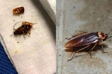 Cockroaches found living inside Chinese man's ear