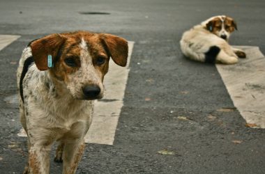 Maneka Gandhi reveals important details for dog feeders amid coronavirus lockdown