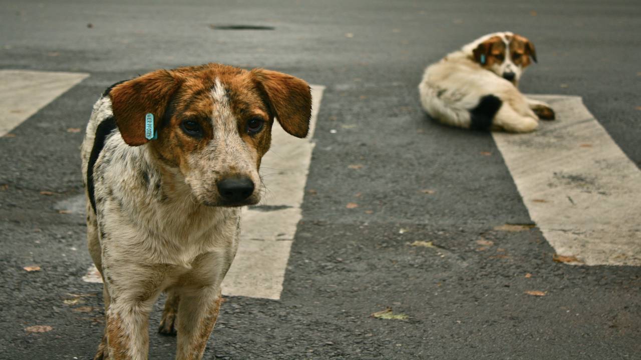 Maneka Gandhi reveals important details for dog feeders amid coronavirus lockdown