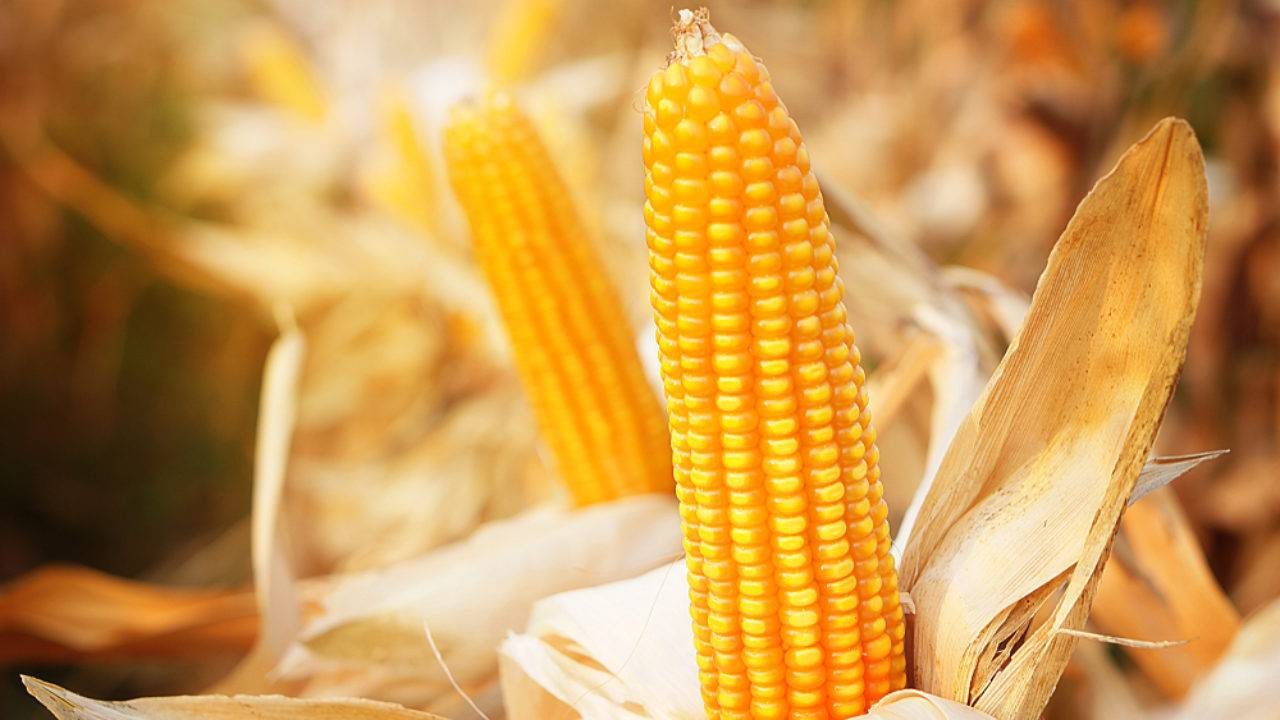 Is corn good for weigh loss? Nutrition facts and more