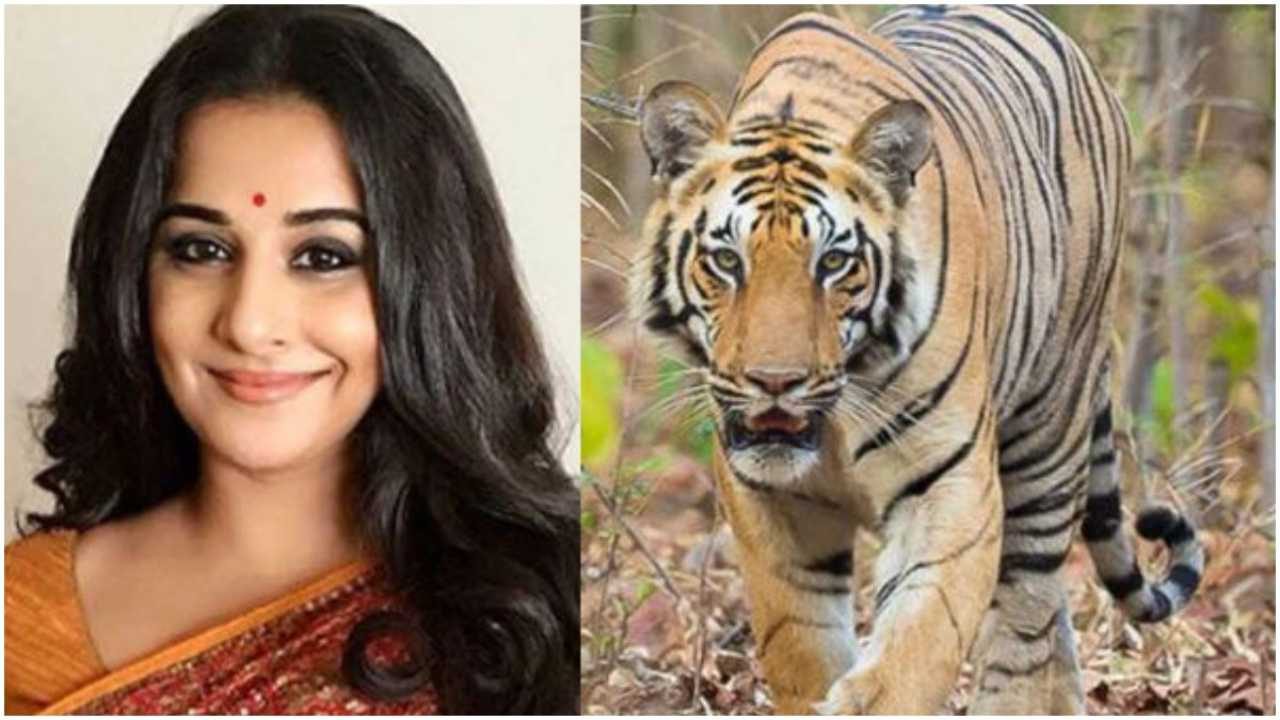 Vidya Balan roped in to play forest officer in film based on tigress Avni