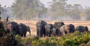 Chhattisgarh: Elderly woman among three killed in separate elephant attack incidents