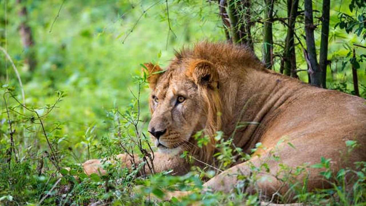 Gujarat: 5-Year-old playing with cubs mauled to death by lioness