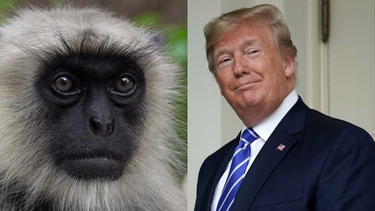 Security Langurs to protect Trump from monkeys in Agra