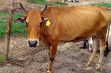 Himachal Pradesh: Pregnant cow injured after explosive blown off in mouth, owner blames neighbor