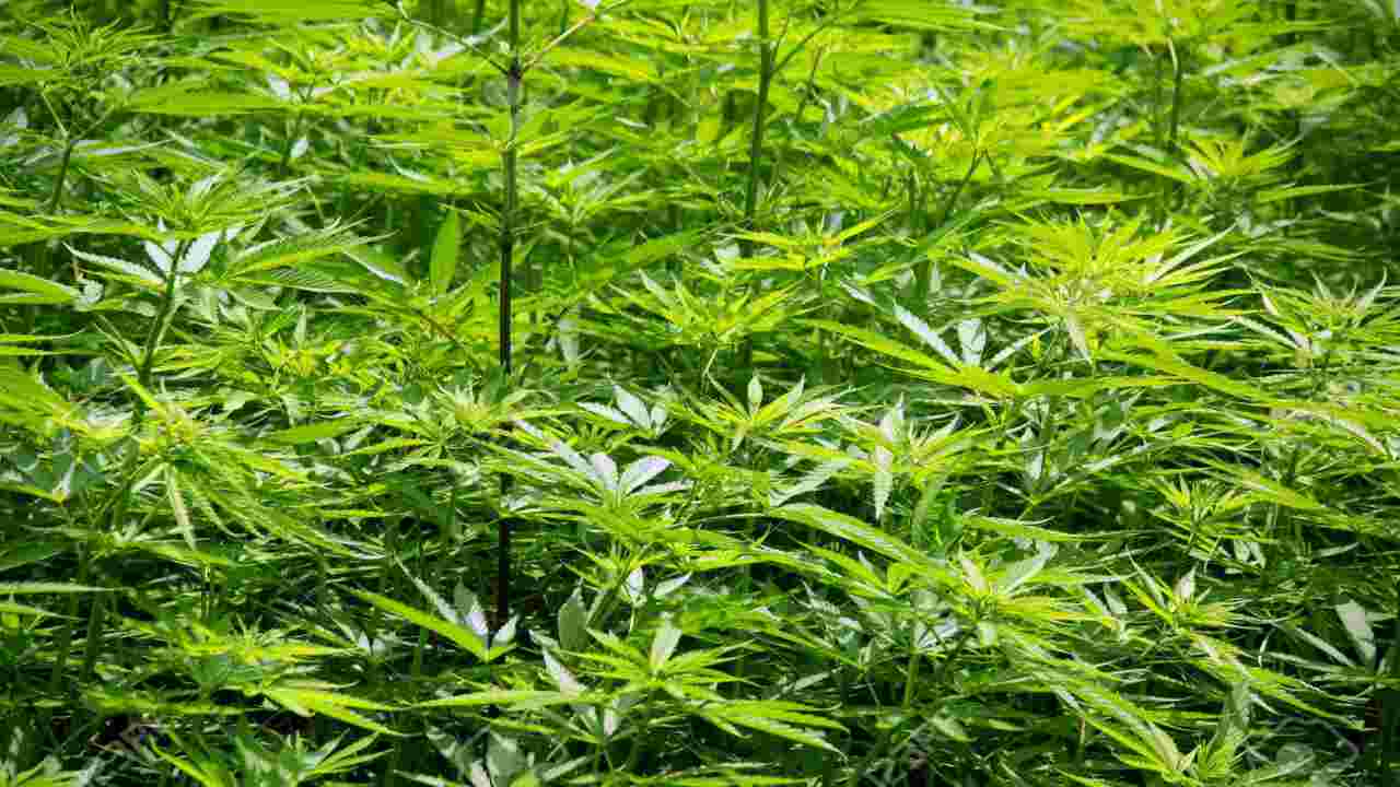 Bill registered in Nepal Parliament to legalize cannabis production, sales