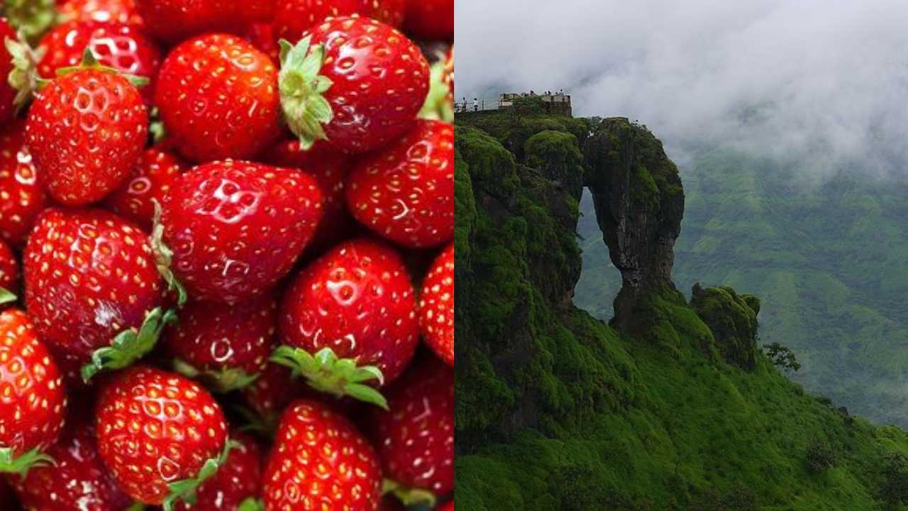 Where Strawberries Grow in Mahabaleshwar?