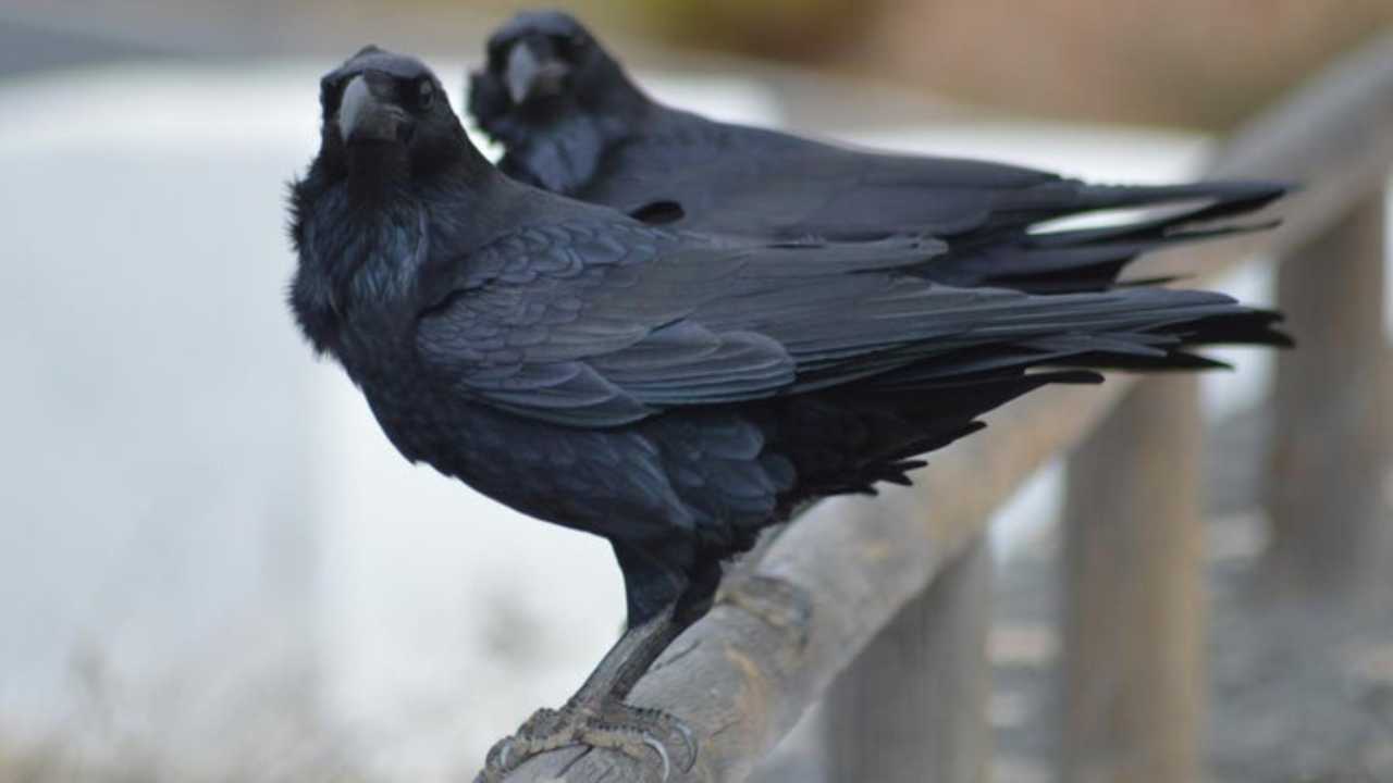 Bihar: Bird and swine flu panic grips amid corona crisis, dozen crows found dead again