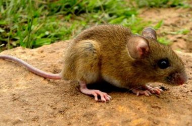 Hantavirus Explained: Causes, signs, symptoms, diagnosis and prevention of the disease