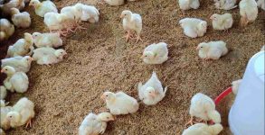 UP poultry firm buries 6,000 chicks as prices plummet