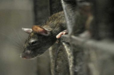 Worried about hantavirus? More details on China man's death revealed!