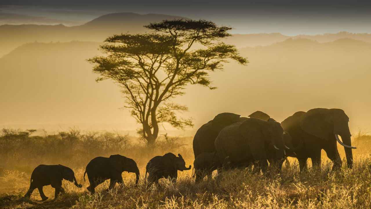 World Wildlife Day: UN chief urges to remind ourselves of our duty to preserve life