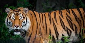International Tiger Day 2022