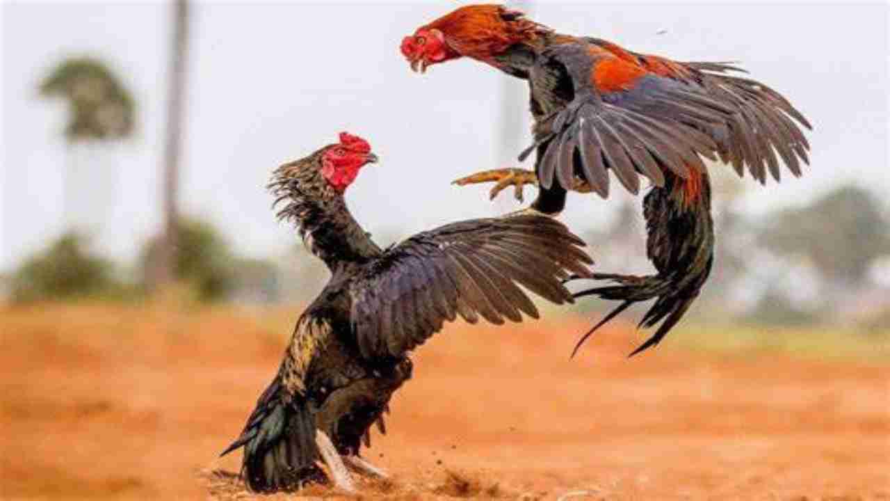 上 ruster fighter 969199-Rooster fighting hens