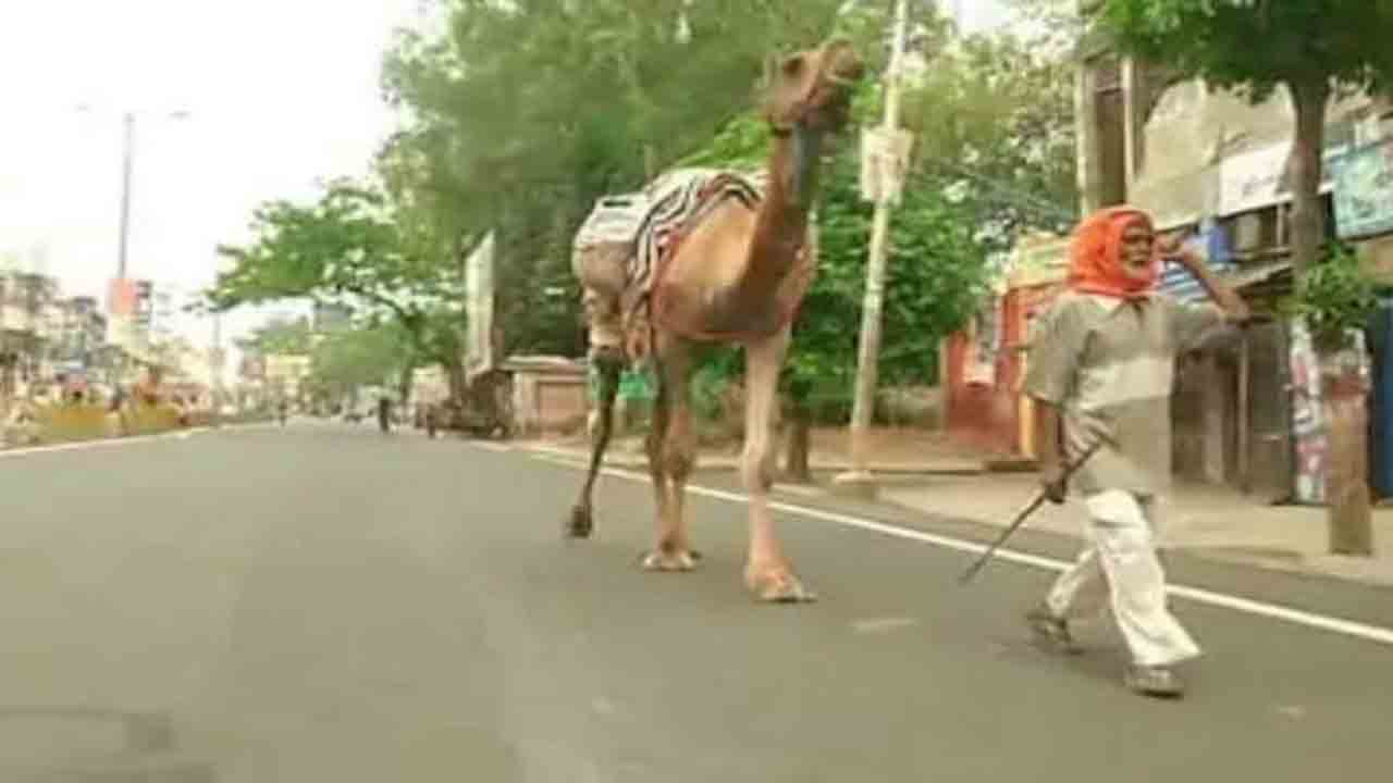 Coronavirus forces 70-year-old man to walk 1,100 km with camel, reaches Meerut from Ludhiana in 1 week