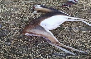 Black deer shot dead in Bihar's Sasaram, police constable accused of hunting