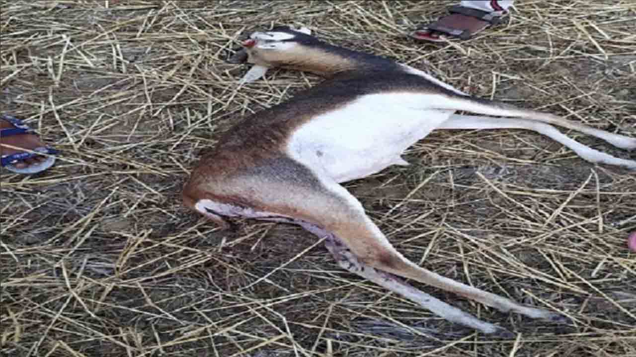 Black deer shot dead in Bihar's Sasaram, police constable accused of hunting