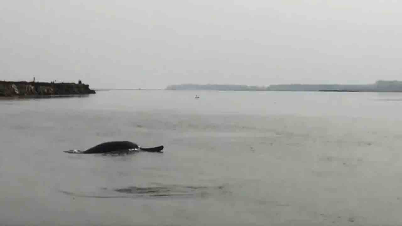 River dolphins spotted in Meerut Ganga waters