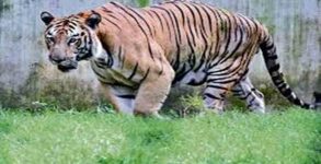 Madhya Pradesh: Two tiger cubs found dead at Bandhavgarh Tiger Reserve in Umaria