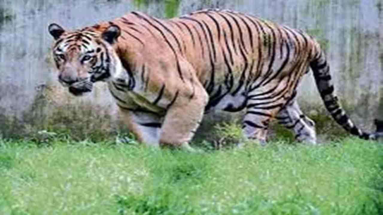 Madhya Pradesh: Two tiger cubs found dead at Bandhavgarh Tiger Reserve in Umaria