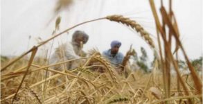 Government procurement of wheat to begin from today, Gatepass will be available on showing SMS