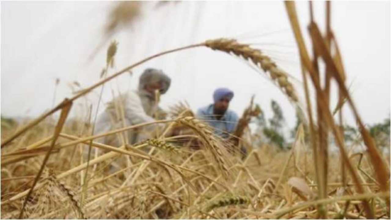 Government procurement of wheat to begin from today, Gatepass will be available on showing SMS