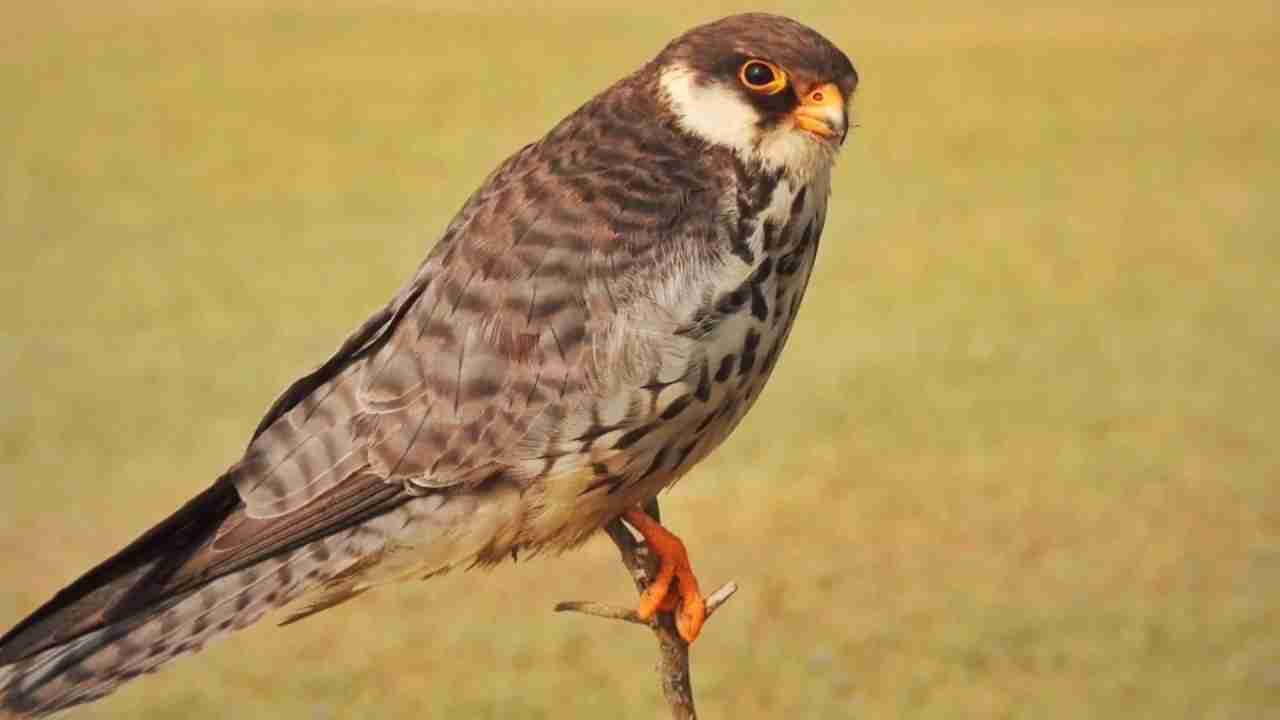 Amur Falcons