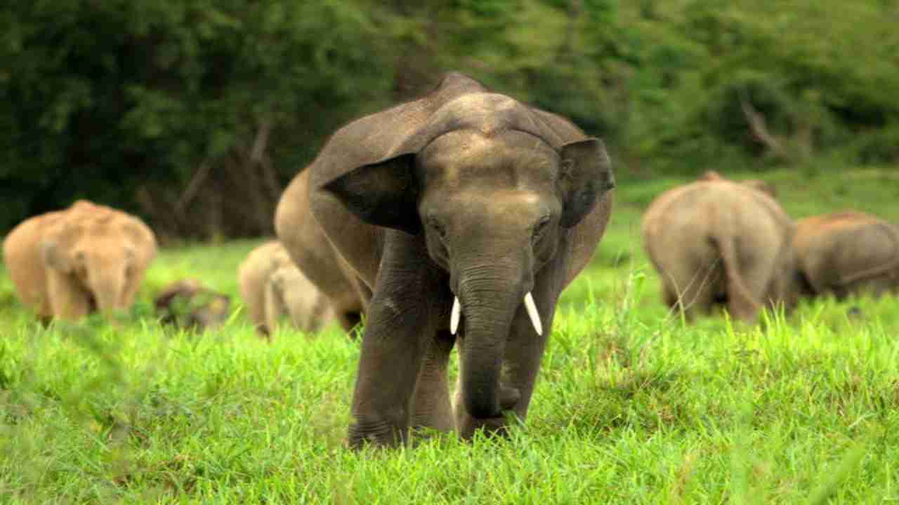 Govt warned of another COVID-like zoonotic disease from elephants