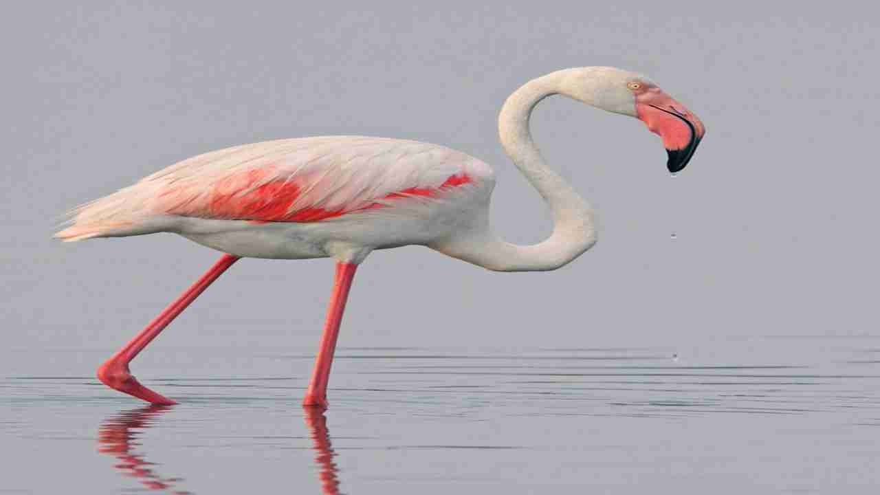 Greater Flamingo