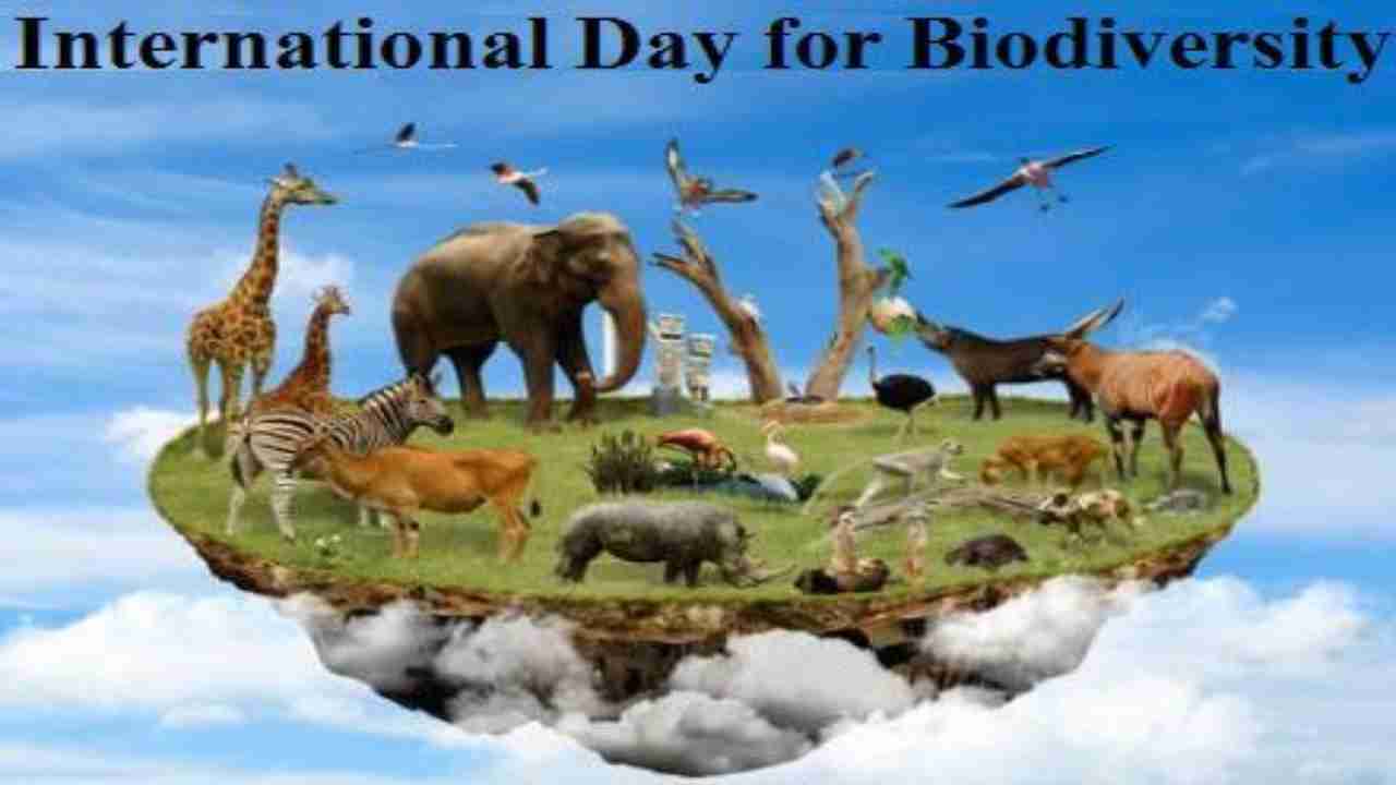 International Day of Biological Diversity 2020 Theme, ways to protect