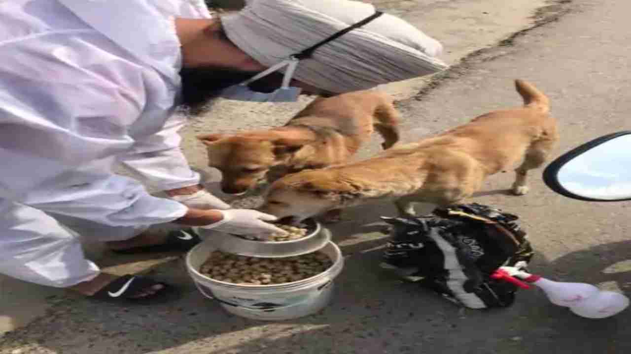 Indian hockey player Jasjit Kular feed hundreds of street dogs in Jalandhar