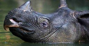 Javan Rhina