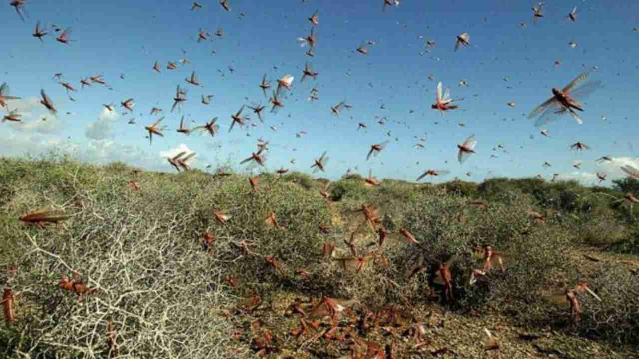 Locusts Attack: Pakistan turns locusts into chicken feed, RSS affiliate urges to adopt the idea