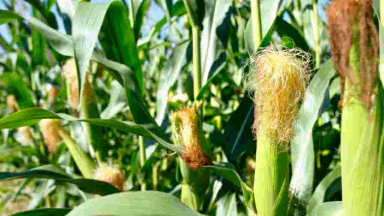 Bihar farmers fail to get remunerative prices for maize crop