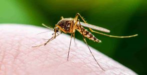 National Dengue Day 2020: 5 mosquito repellents you can easily prepare at home