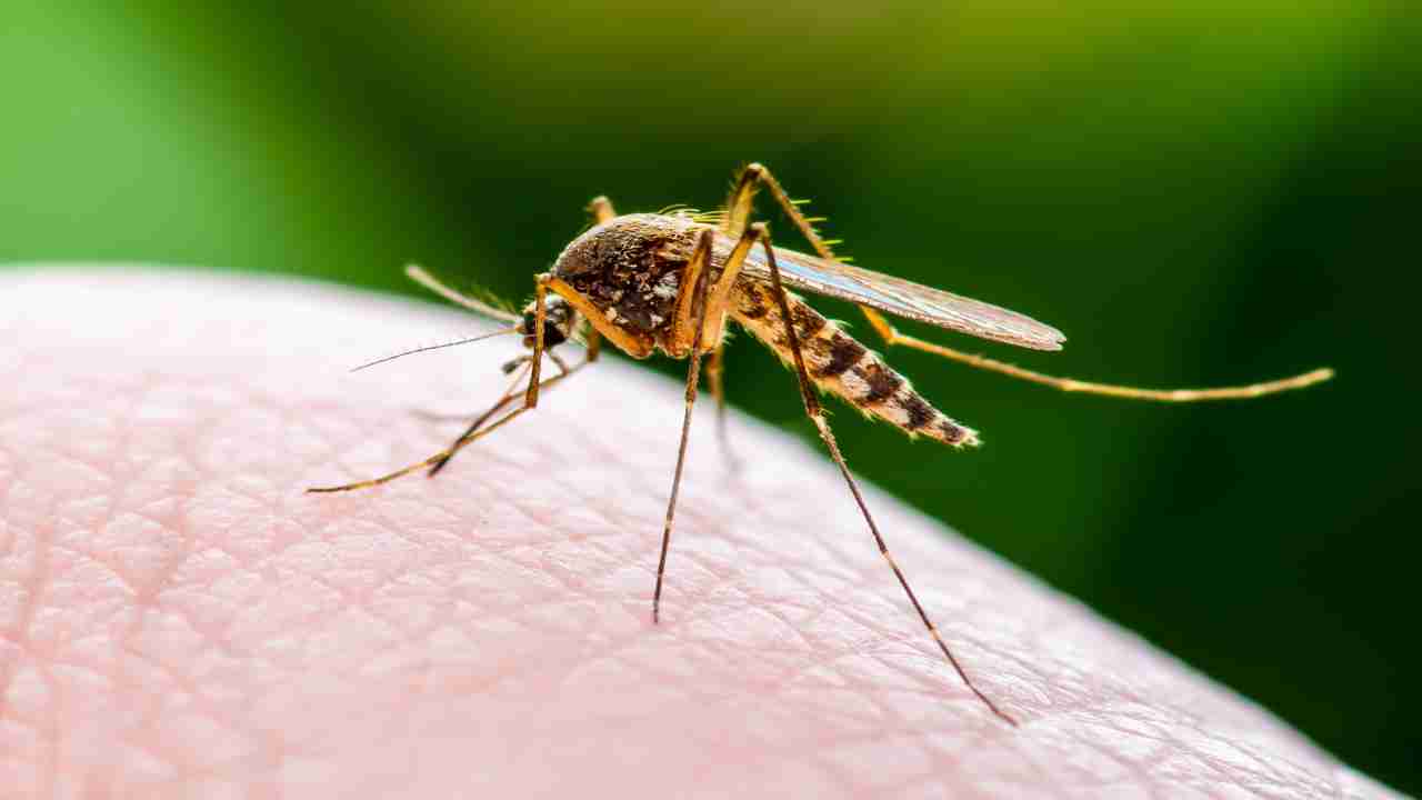 National Dengue Day 2020: 5 mosquito repellents you can easily prepare at home
