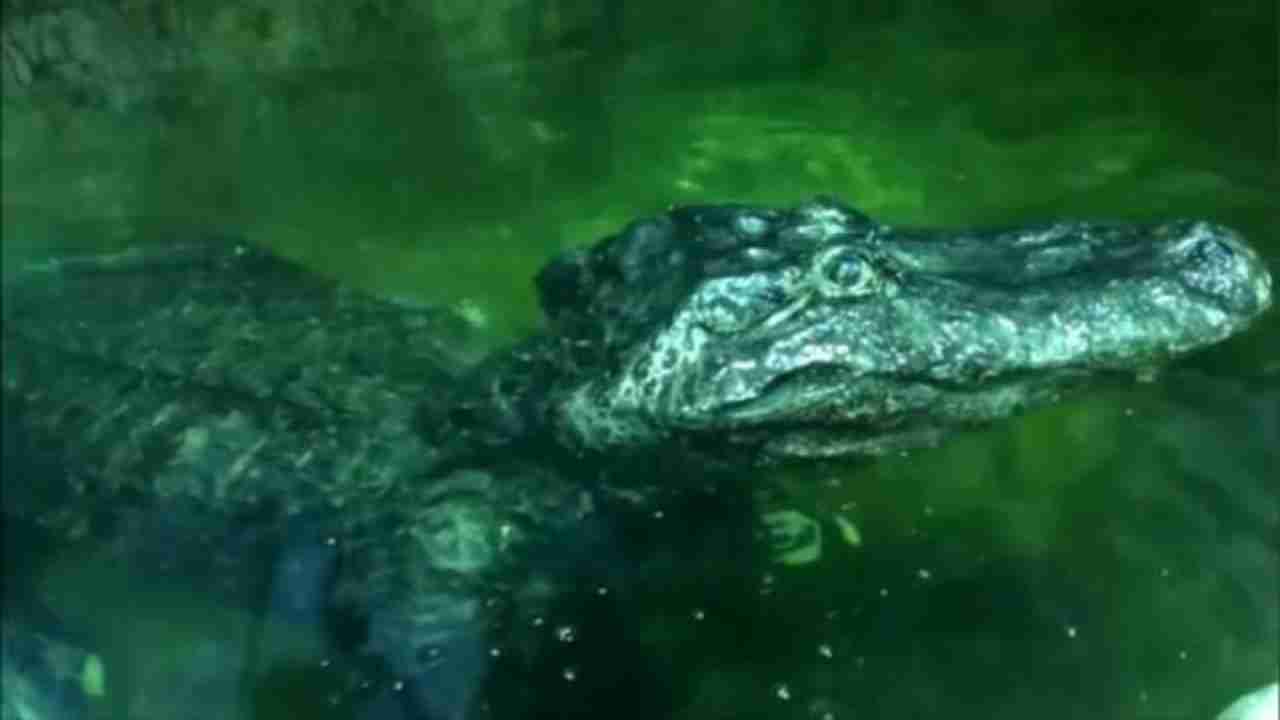 'Saturn' alligator who survived Berlin World War II dies at 84