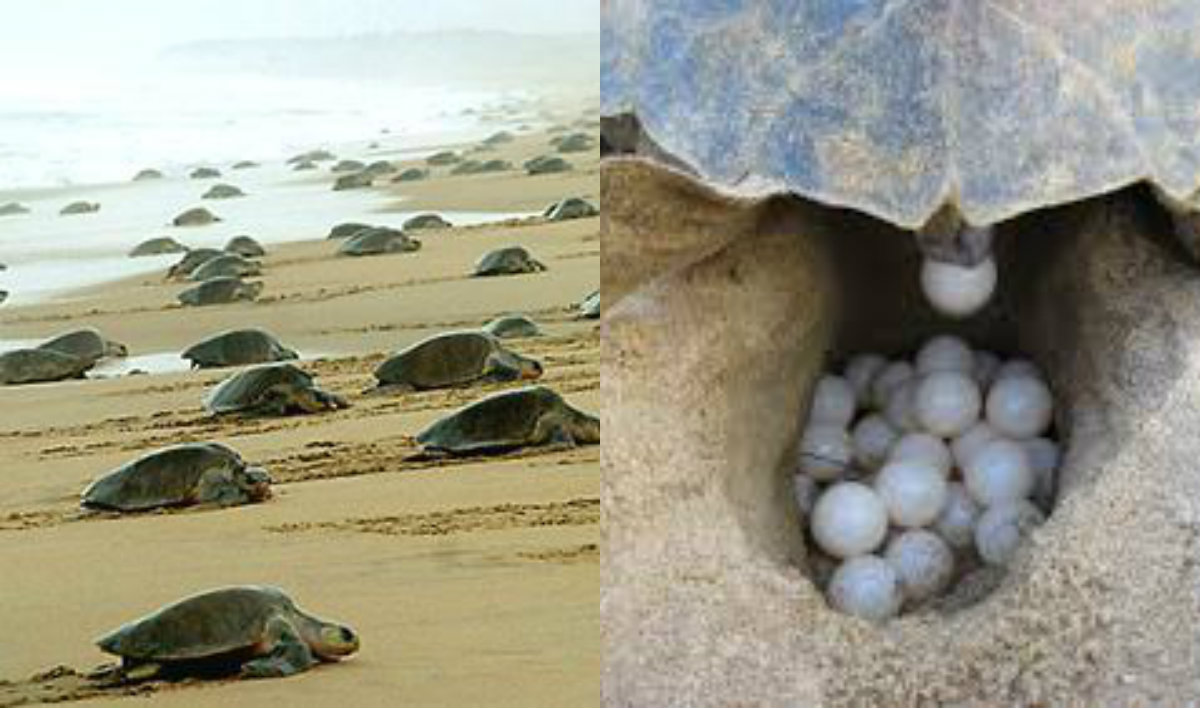 Major drop in sea turtle nesting at Rameswaram coast this year