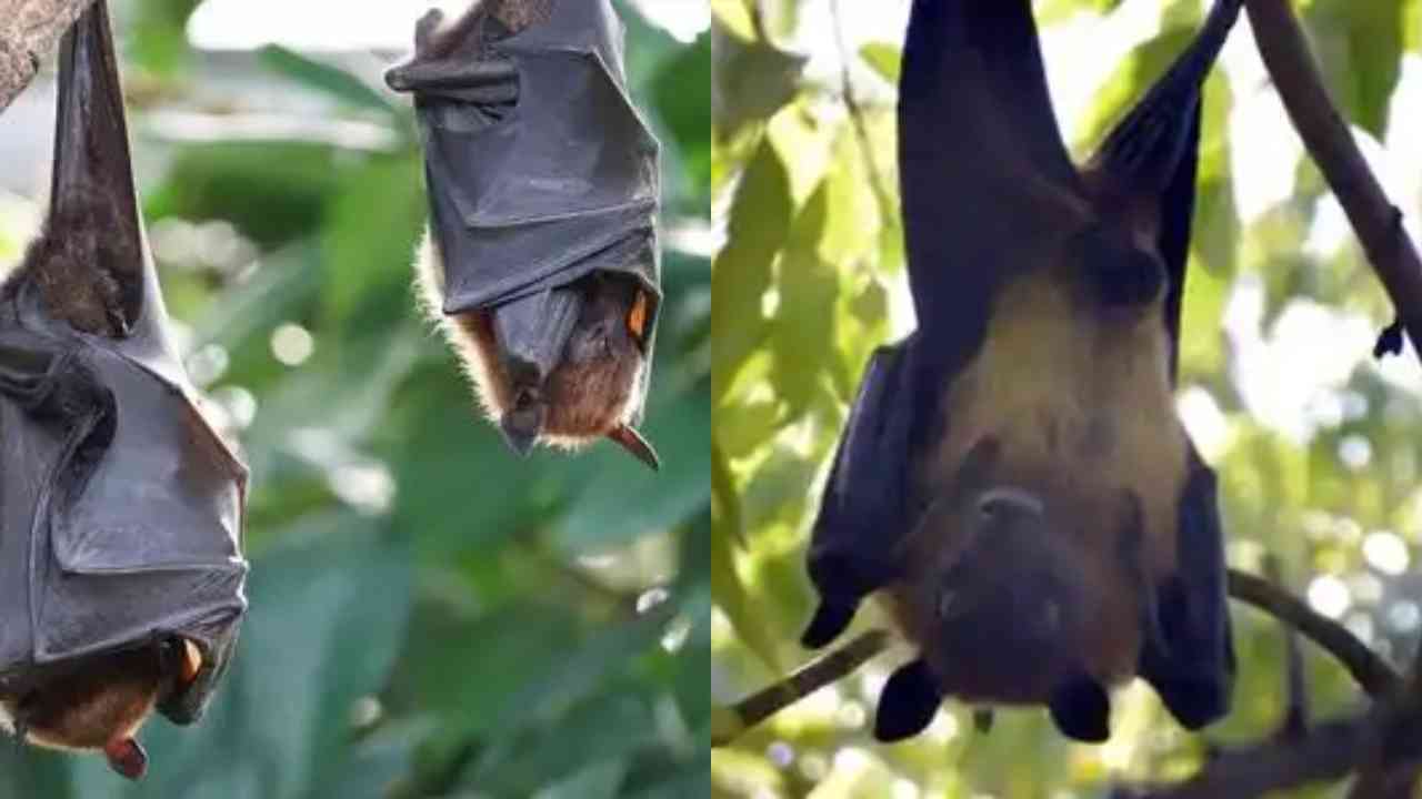 Bats host most virulent, but not most dangerous zoonotic viruses: Study