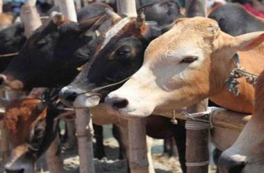 Karnataka: Euthanasia performed after cow gets injured eating food stuffed with explosives in Mysuru