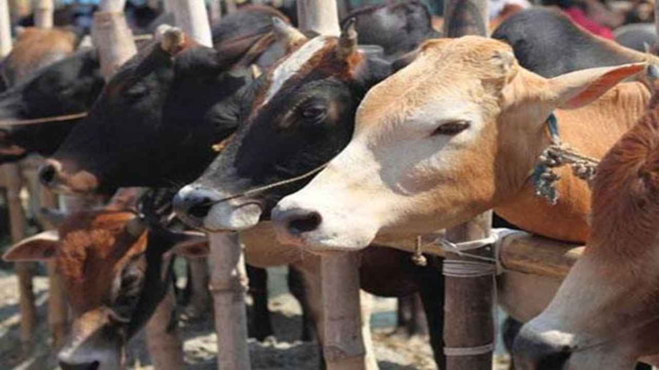 Karnataka: Euthanasia performed after cow gets injured eating food stuffed with explosives in Mysuru