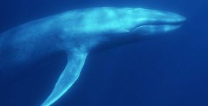 Sound reveals giant blue whales dance with the wind to find food: Research