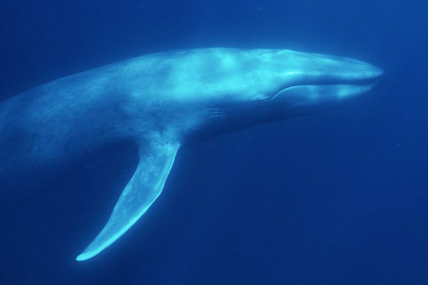 Sound reveals giant blue whales dance with the wind to find food: Research