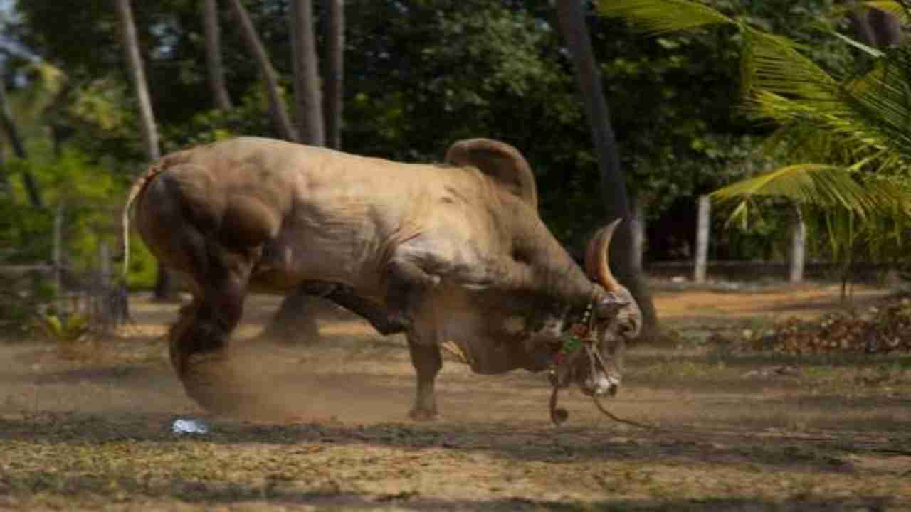 Jallikattu bull battered to death by three drunk men in Tamil Nadu