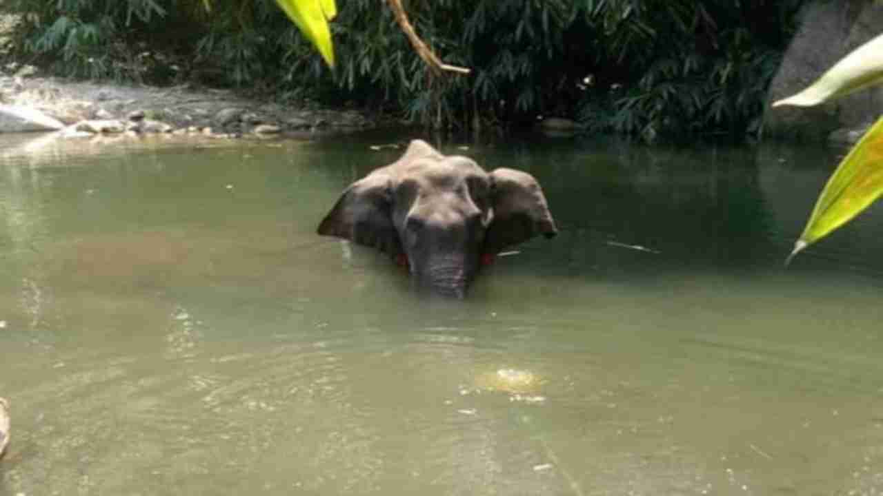 Kerala to track down mastermind behind death of pregnant elephant