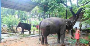 Man in Bihar writes his crore worth property will to pet elephants