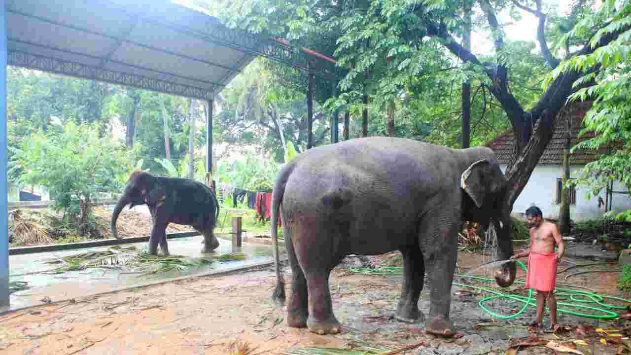 Man in Bihar writes his crore worth property will to pet elephants